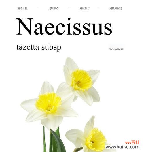 水仙花的花语有哪些?如何解读?