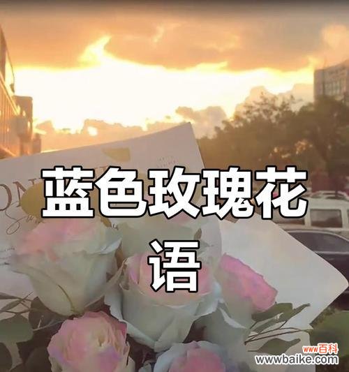 冰蓝玫瑰花语有何特殊含义？