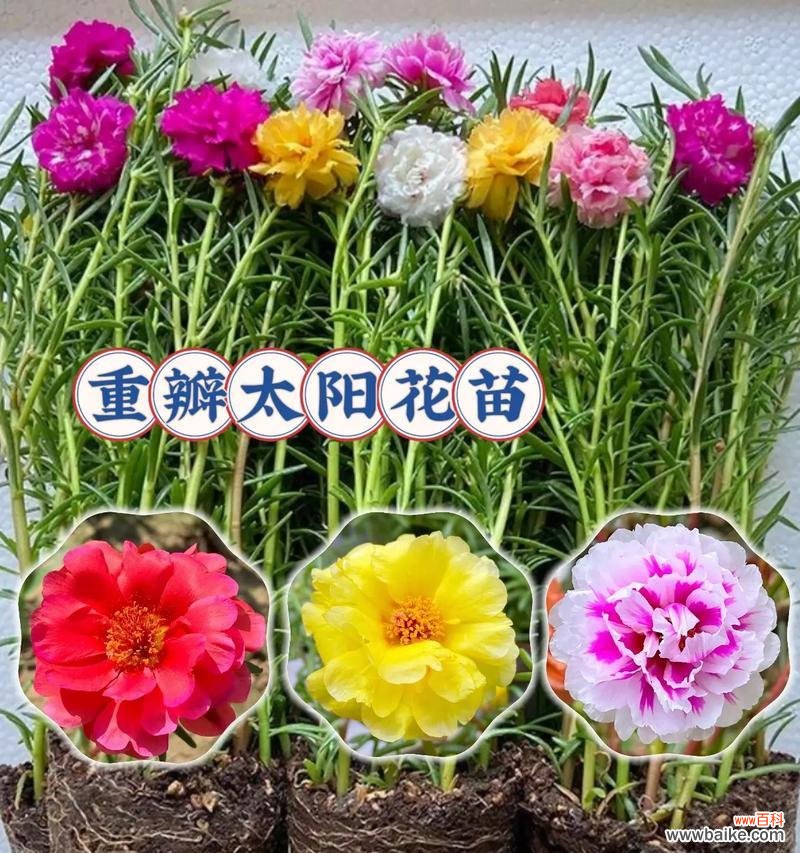 太阳花的材质与花语有何关联？