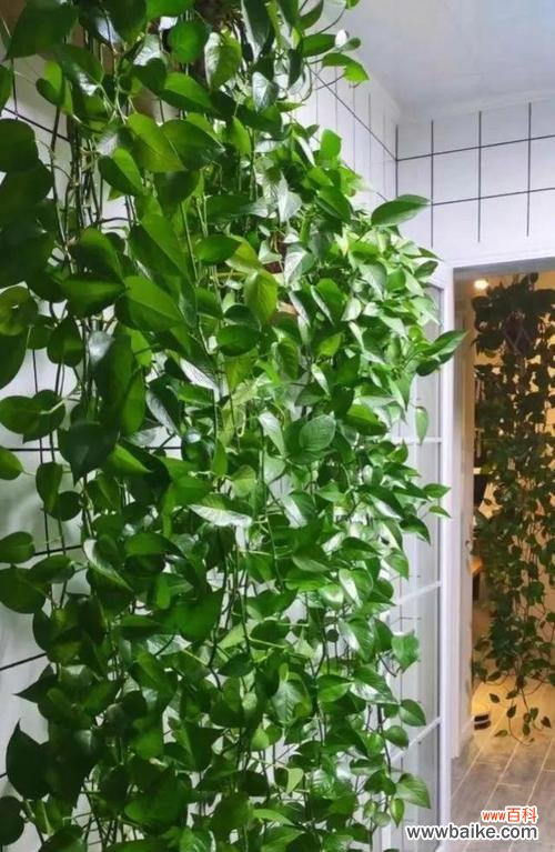 绿箩的花语能否表达对生活的热爱?