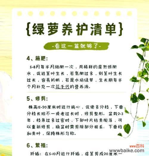 绿箩的花语能否表达对生活的热爱?