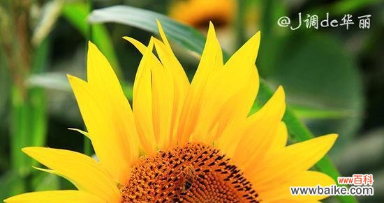 366天花语及其寓意是什么?如何理解这些花语?