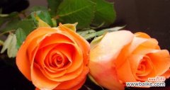 橙色玫瑰花在花瓶中的含义是什么？