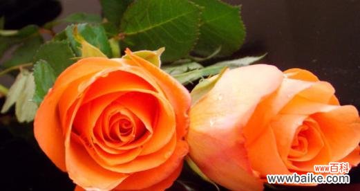 橙色玫瑰花在花瓶中的含义是什么?