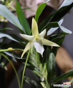 海芋的花语代表什么？