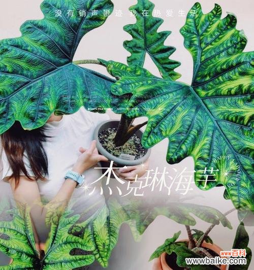 海芋的花语代表什么？