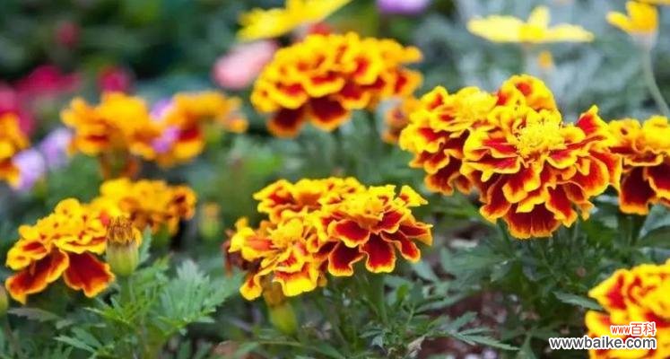 揭开孔雀草花语的神秘面纱 孔雀草的花语之美