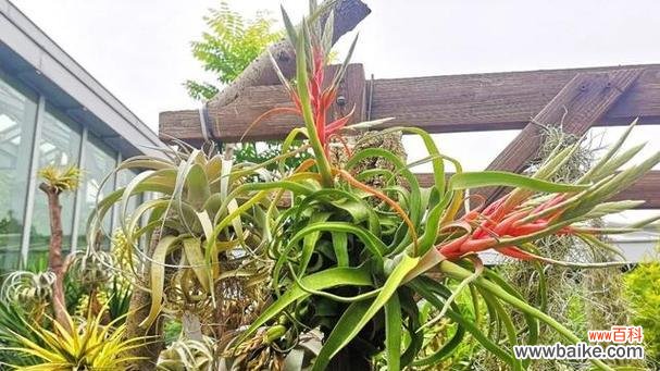 凤梨花语与幸福、繁荣、友谊的象征 空气凤梨花语的美丽寓意