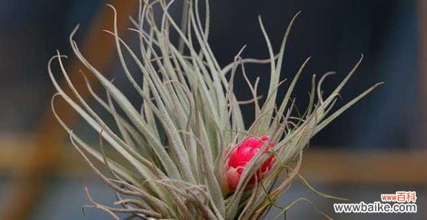 凤梨花语与幸福、繁荣、友谊的象征 空气凤梨花语的美丽寓意