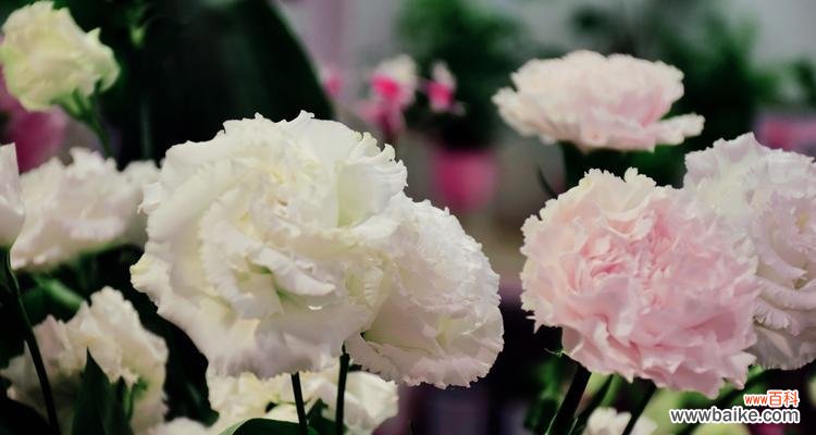 探索康乃馨所代表的爱、美和敬意 康乃馨花的含义及象征意义