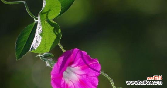 喇叭花 喇叭花的美丽与寓意