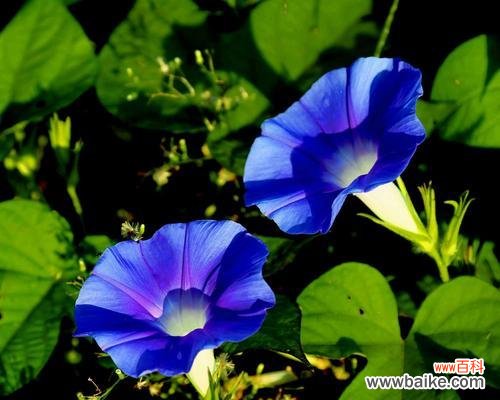 喇叭花 喇叭花的美丽与寓意
