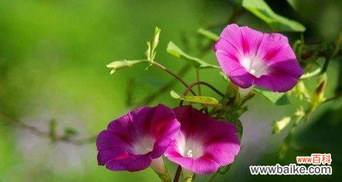 喇叭花 喇叭花的美丽与寓意