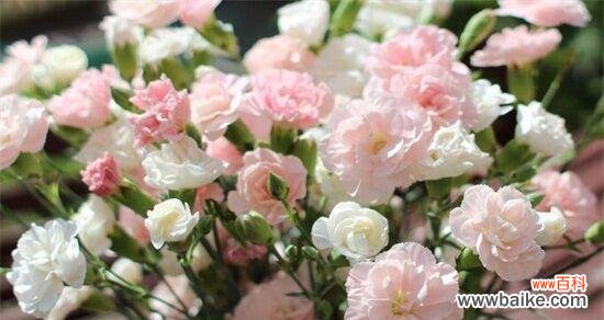 康乃馨花的各种颜色代表的含义及文化背景 康乃馨的花语和寓意