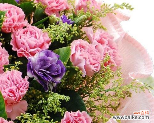 康乃馨花的各种颜色代表的含义及文化背景 康乃馨的花语和寓意