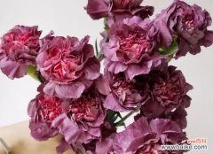 解读康乃馨 康乃馨的象征意义及其美丽之谜