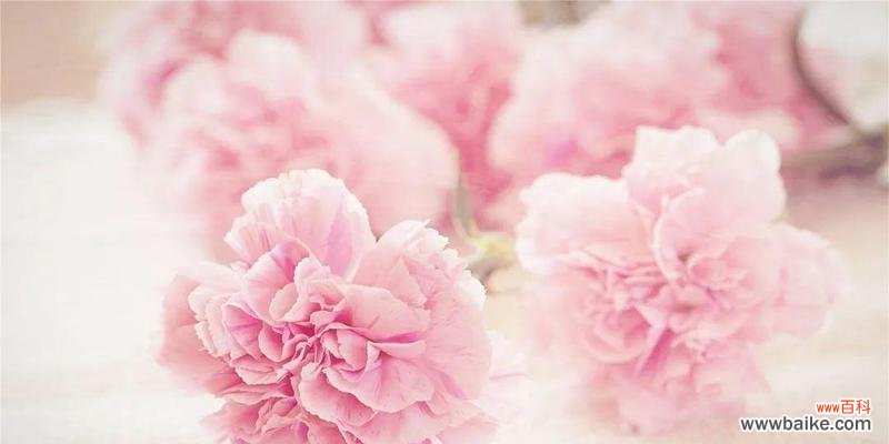 康乃馨的浪漫与爱意 康乃馨的花语和寓意