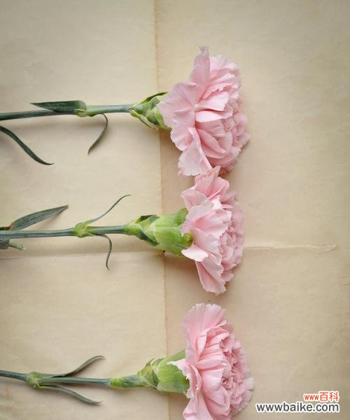 美丽、爱情与敬意的化身 康乃馨的寓意与象征意义