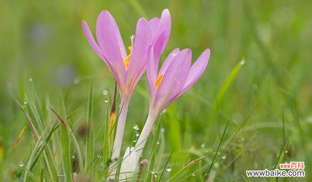 生命的精灵,自由的象征 以款冬蒲公英,生日花语早熟