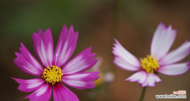 生命的精灵,自由的象征 以款冬蒲公英,生日花语早熟