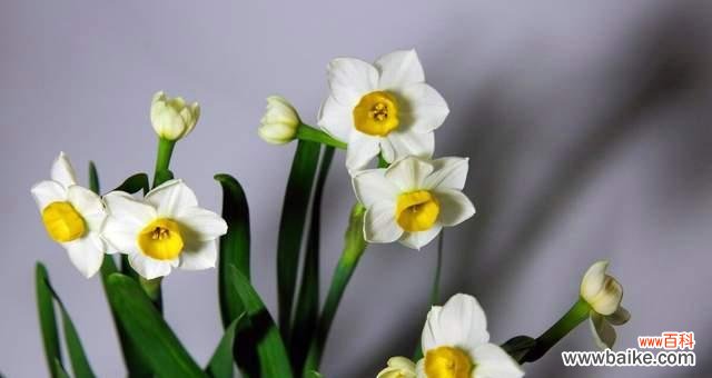 生命的精灵,自由的象征 以款冬蒲公英,生日花语早熟