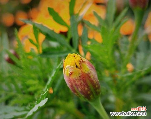 揭秘孔雀花的花语及象征意义 孔雀花的花语