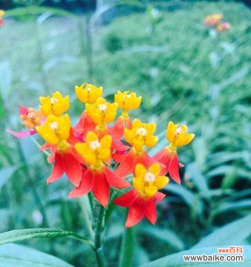 揭秘孔雀花的花语及象征意义 孔雀花的花语