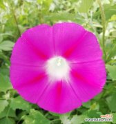 探索喇叭花的语言，揭开花园的秘密 喇叭花花语