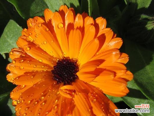 揭示万寿菊的深层内涵 万寿菊的花语与寓意