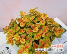 探索网纹草的意义与特点 网纹草的寓意及其象征意义