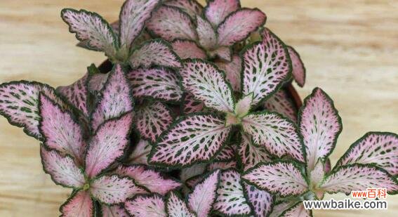 探寻网纹草背后的象征和启示 网纹草的寓意与意义