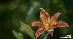 探索忘忧草的历史 忘忧草