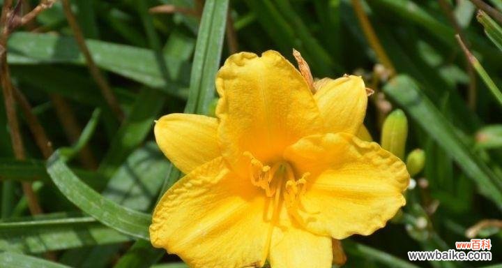 忘忧草传递的宁静与希望 忘忧草的花语与传说