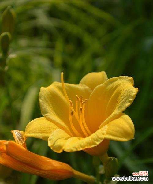 探秘忘忧草的健康益处 忘忧草的神奇作用