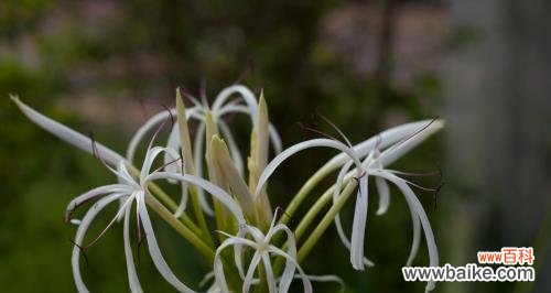 领悟自然力量的奥秘 文殊兰的花语——智慧与灵感的象征