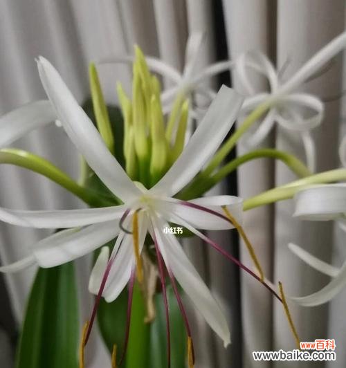 探寻文殊兰花的深刻内涵 文殊兰花的寓意与传说