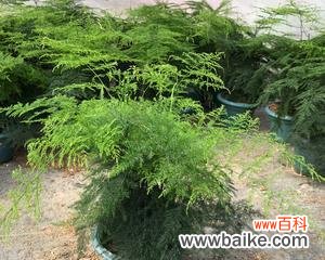 解读文竹的吉祥之道 文竹的风水与寓意