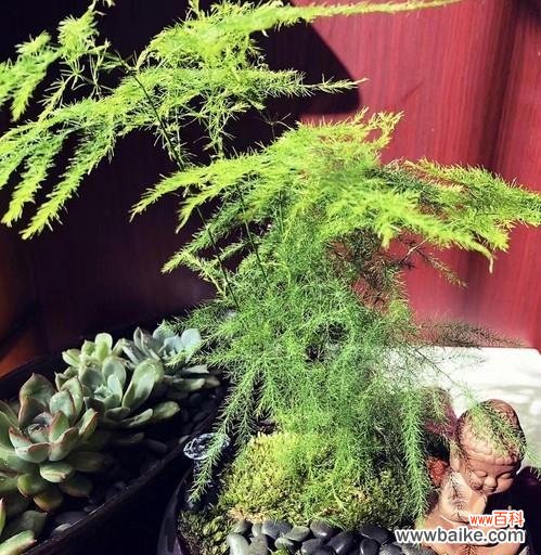 解读文竹的花语 文竹之美