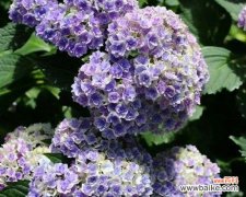 探寻绣球花语的背后世界 无尽夏绣球花语的美丽与意义