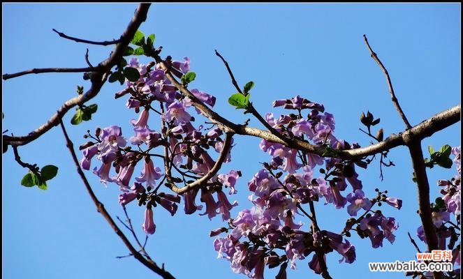 探寻梧桐的魅力与象征 梧桐之寓意与意义