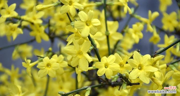 花语是告别过去的是什么花？哪种花象征着新的开始？