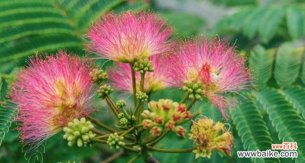 花语是告别过去的是什么花？哪种花象征着新的开始？