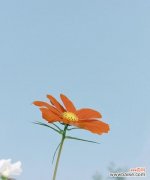 夏日美好时光的花语有哪些？哪种花最能代表夏日的美好？