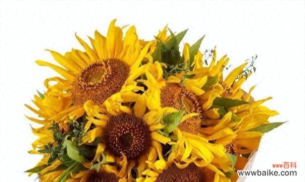 表白时送什么花最合适？