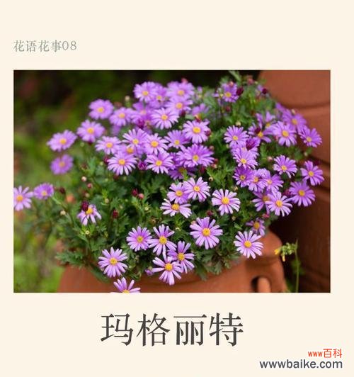 道具骄傲的花语有何深意?如何正确使用?