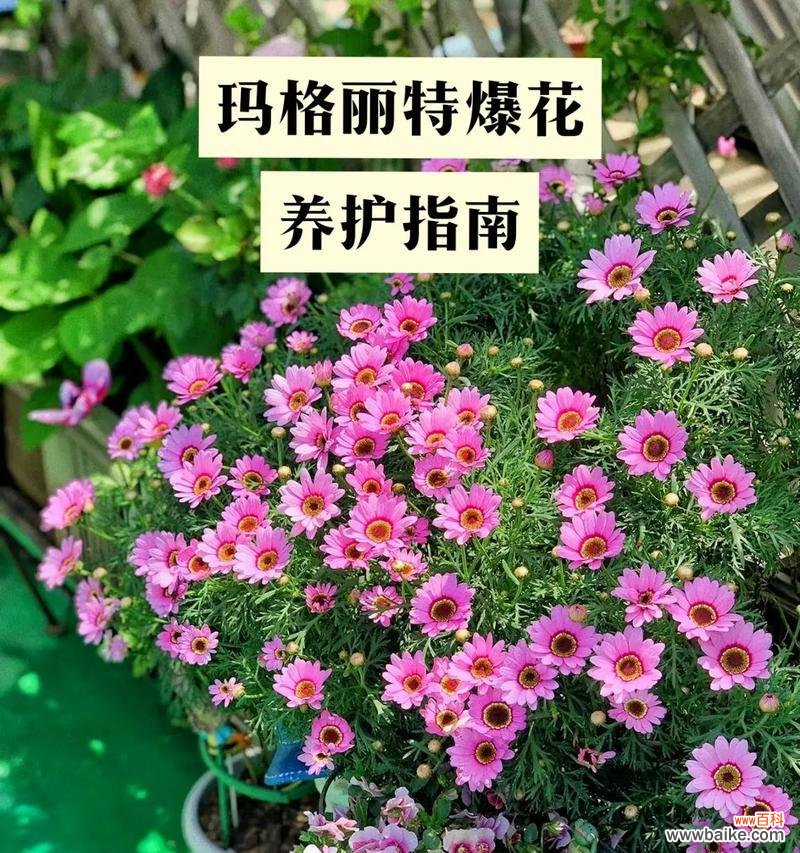 道具骄傲的花语有何深意?如何正确使用?