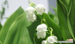 教学中适合的花语是什么？有何教育意义？