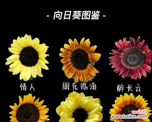 紫向日葵的花语和寓意有何特别之处?