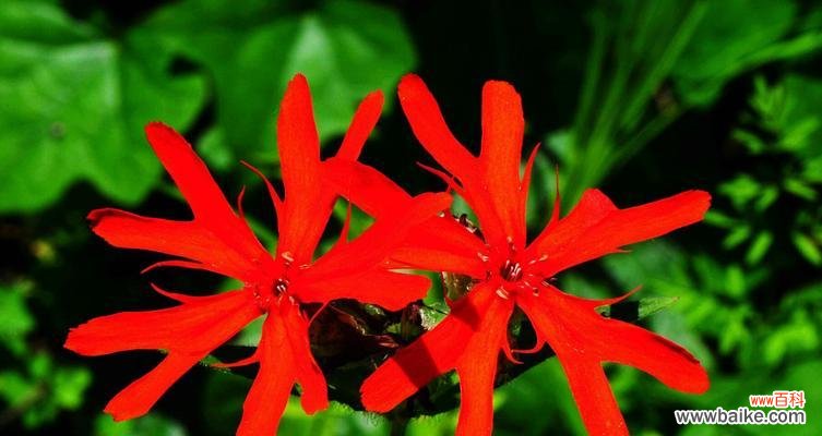 白罗花语代表什么含义?白罗的花语有何特别之处?