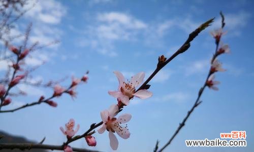 白罗花语代表什么含义?白罗的花语有何特别之处?